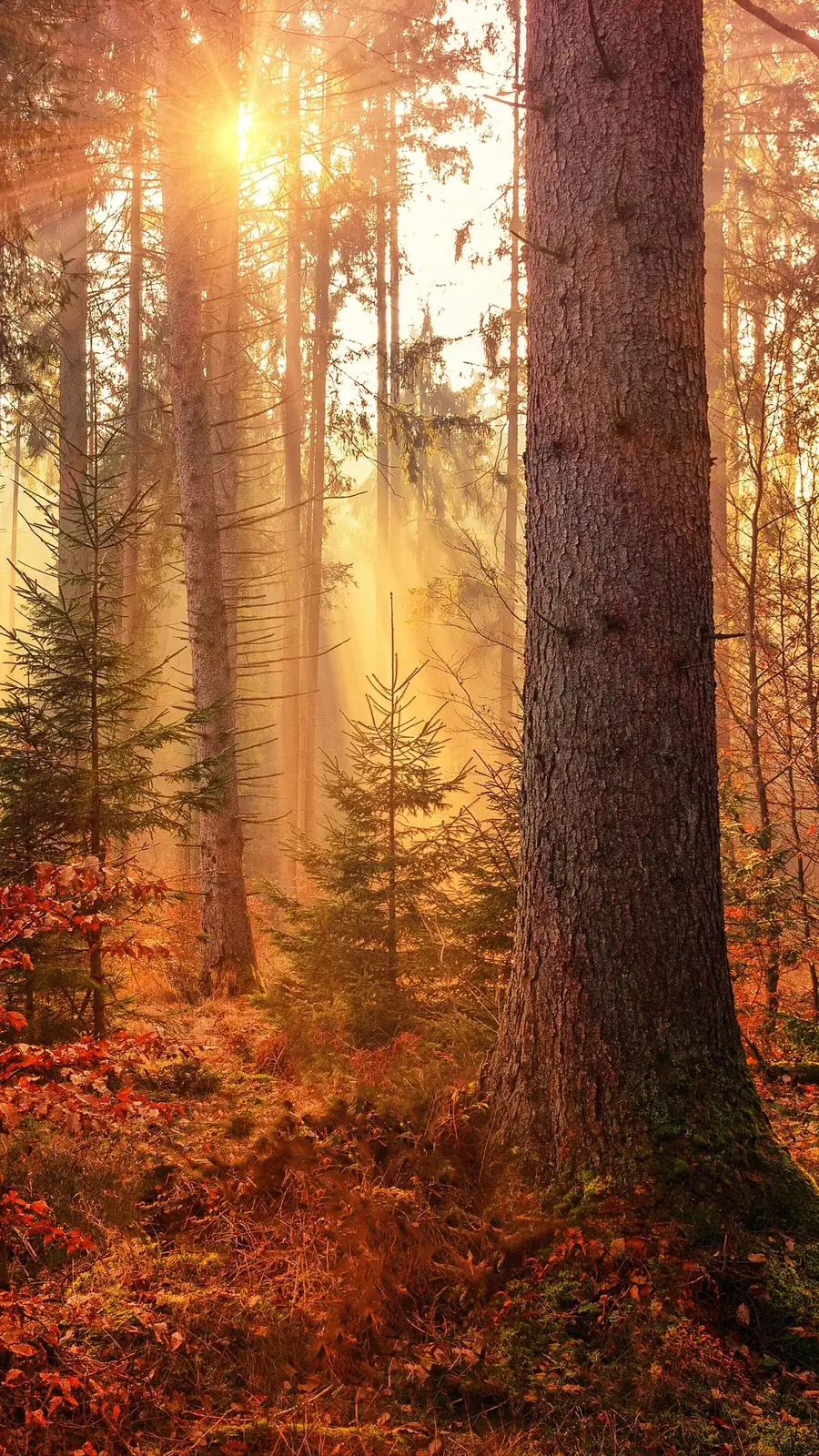 Nature apaisante illustrant l'approche naturopathique